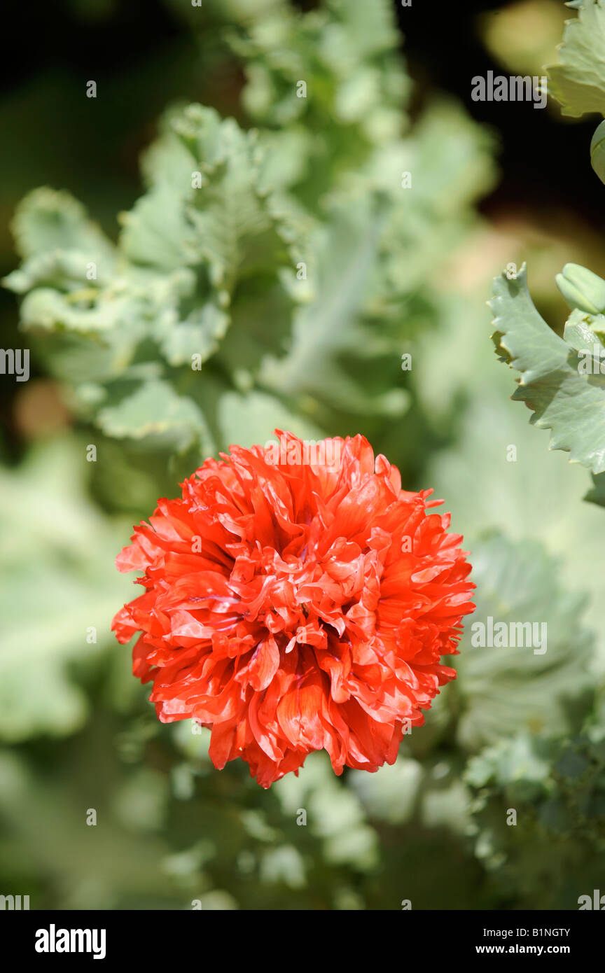 A RED POPPY BLOOM IN AN ENGLISH COTTAGE GARDEN UK Stock Photo