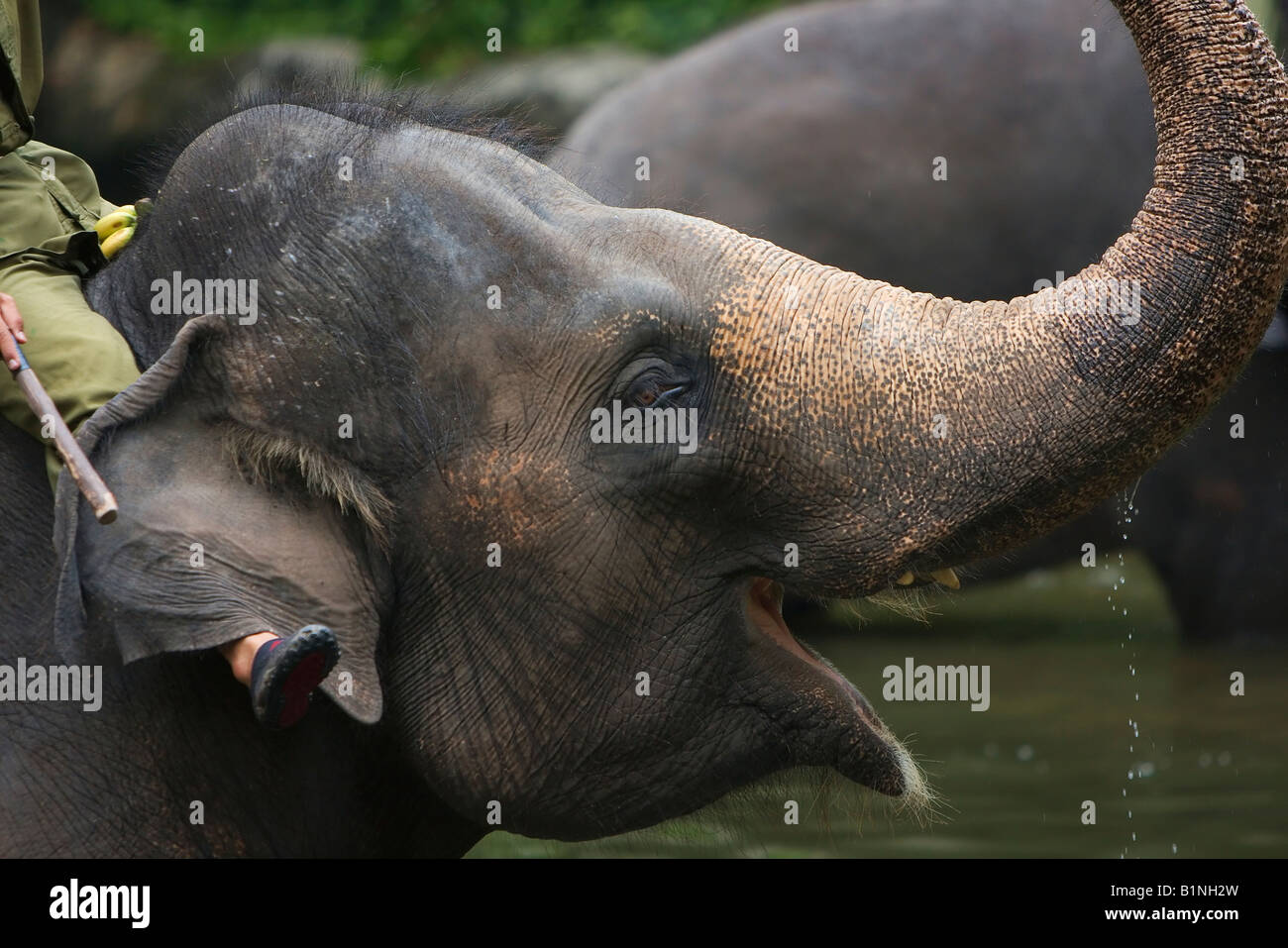 Singapore South East Asia Zoo Asian Elephant Stock Photo - Alamy