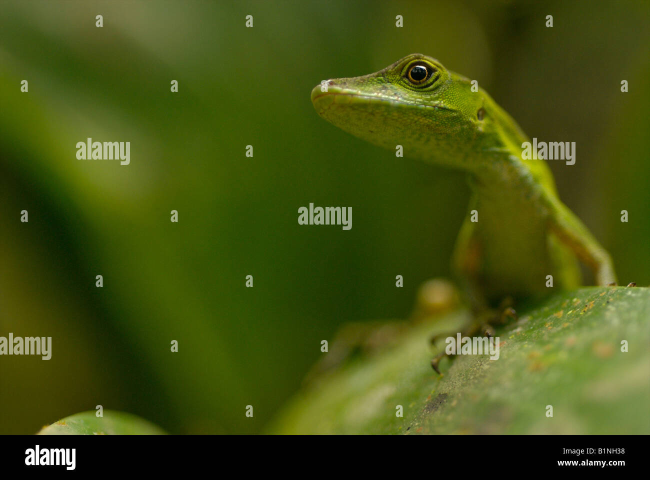 Anolis lizard portrait shot at eye level in Ecuadorian jungle. Stock Photo