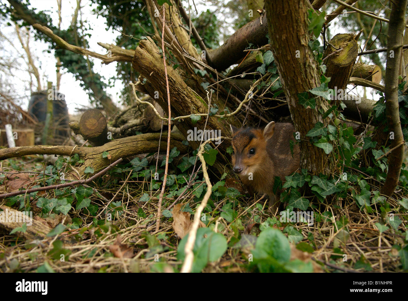 Baby muntjac hiding in garden wood-pile Stock Photo