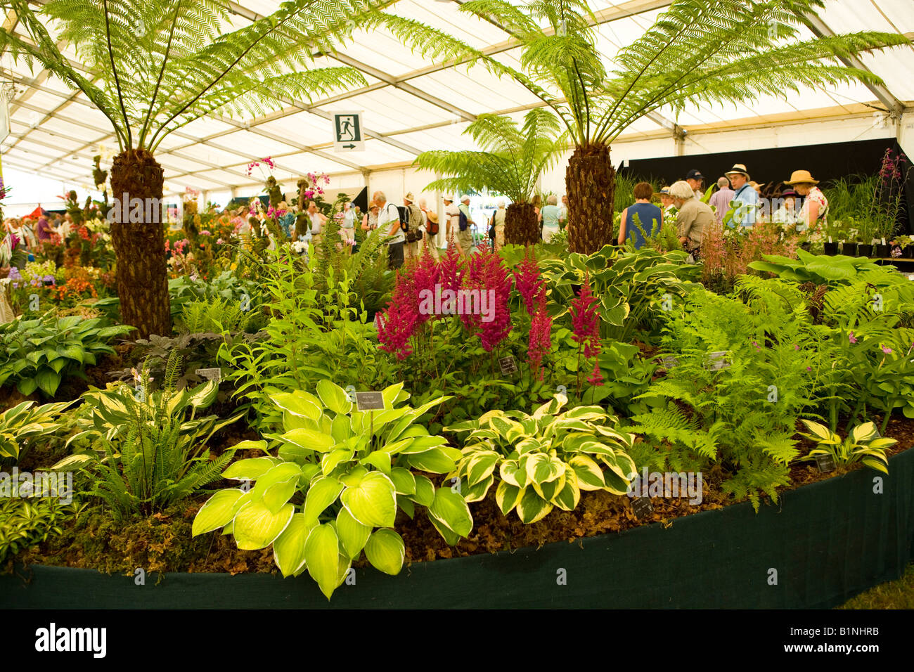 A display at Tatton Flower Show with hosta and Astilbe and tree fern Stock Photo