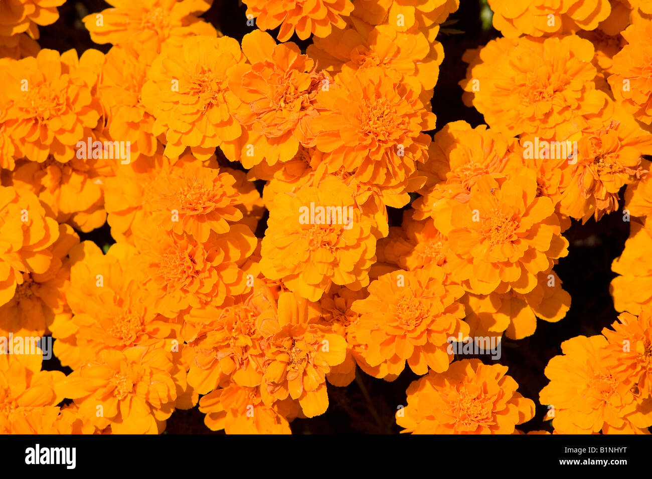 flower bed of orange french marigolds Stock Photo