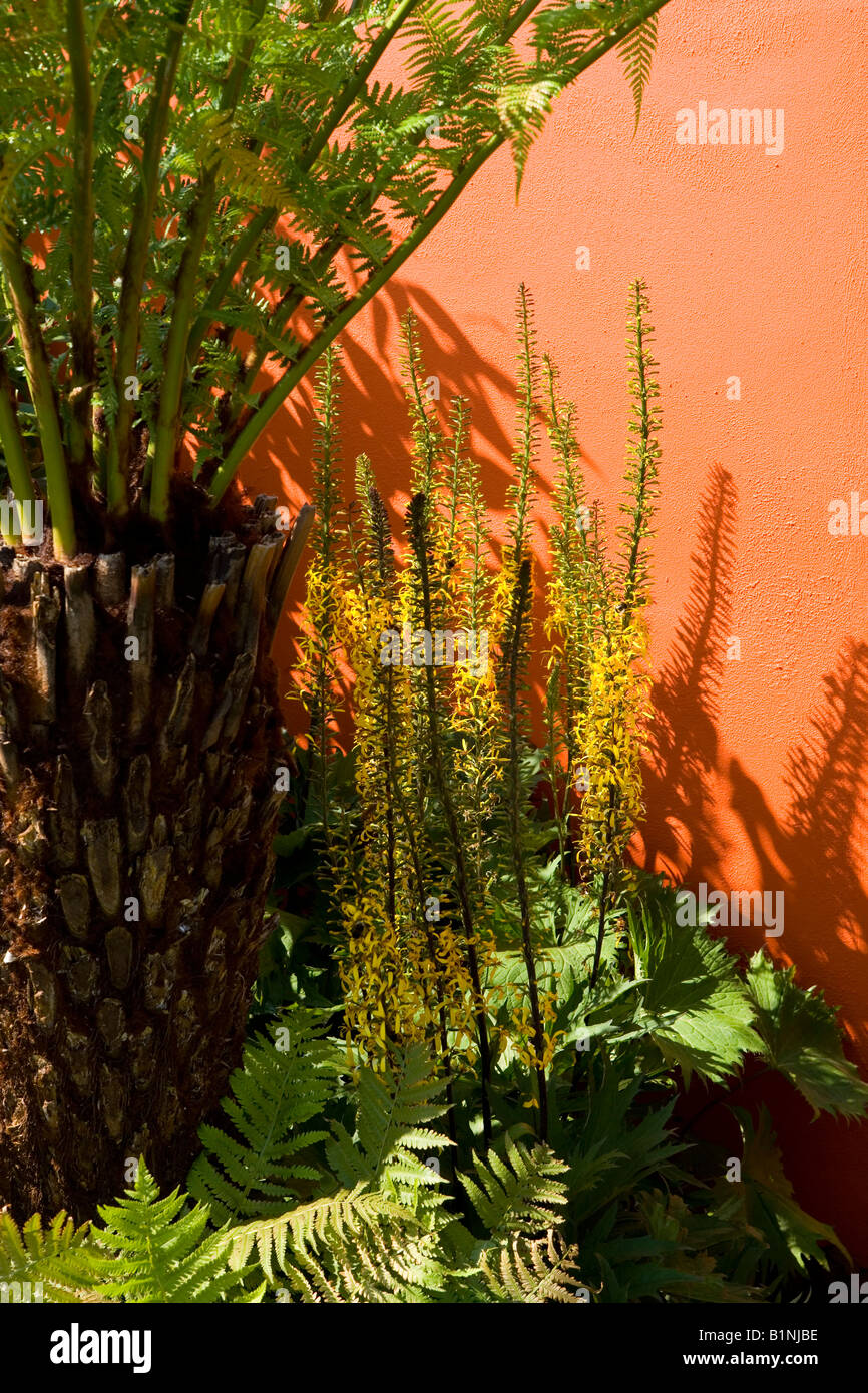 Tree ferns and orange painted garden wall Stock Photo