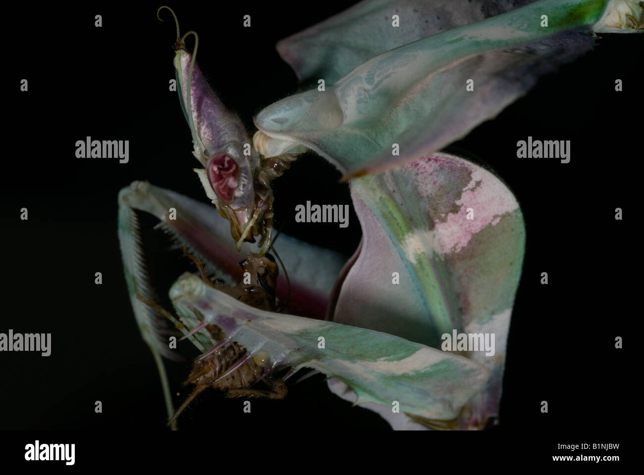 Devil mantis eating cricket Stock Photo