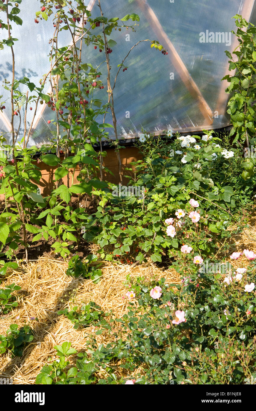 straw used as a mulch Stock Photo Alamy