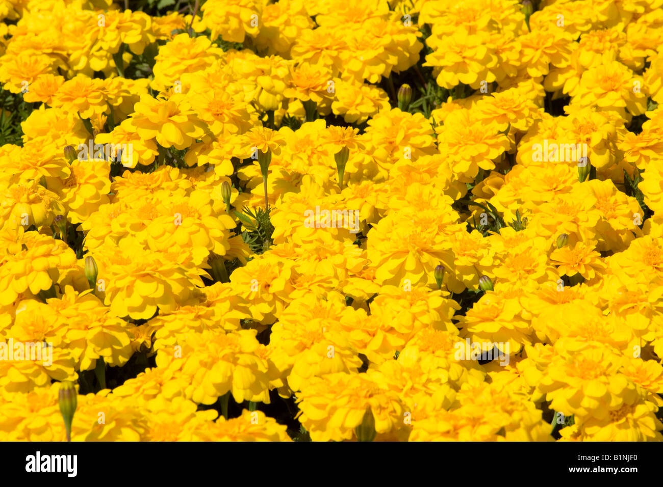 yellow French Marigolds in a large flower bed Stock Photo