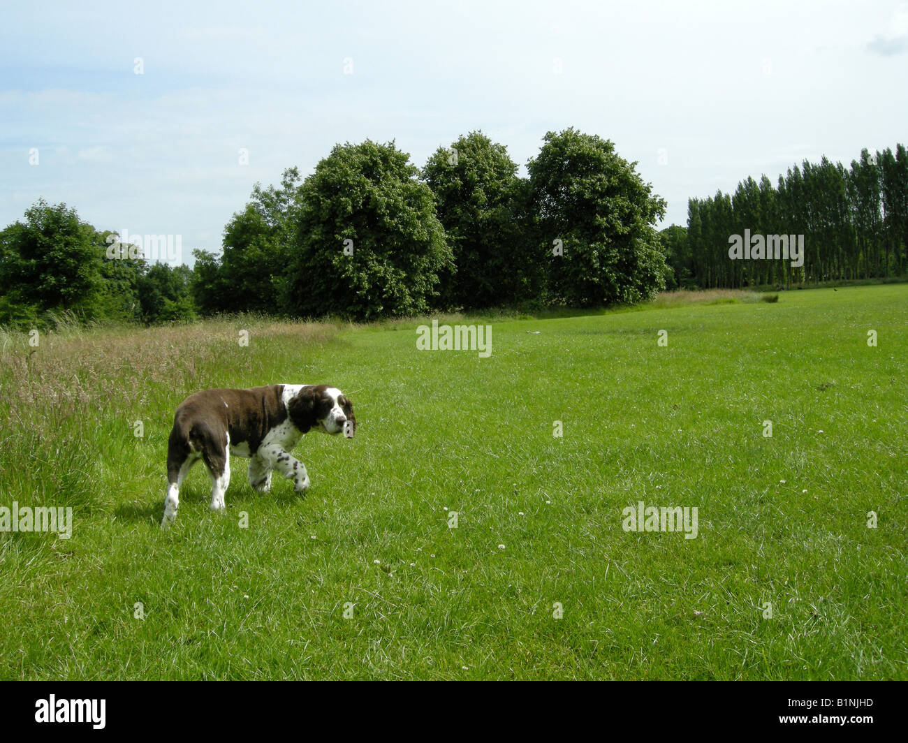 springer spaniel showing alertness Stock Photo - Alamy