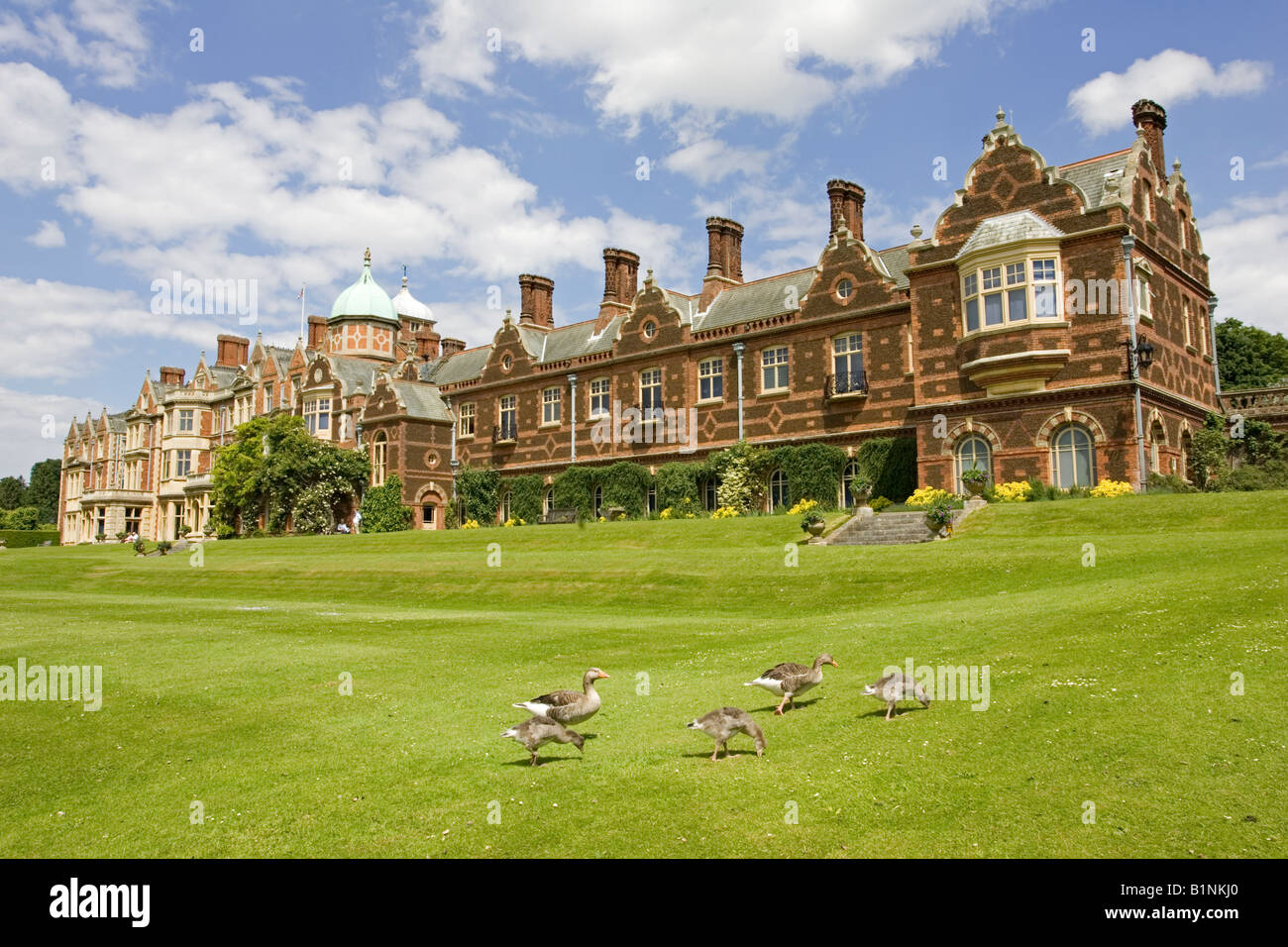 Geese grazing on lawn Sandringham house Queens country residence near Kings Lynn Norfolk UK Stock Photo