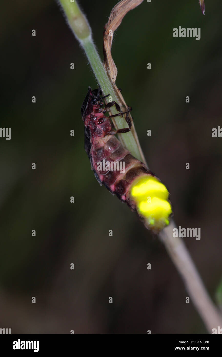 Glow-worm Lampyris noctiluca on grass stem glowing Potton Bedfordshire Stock Photo