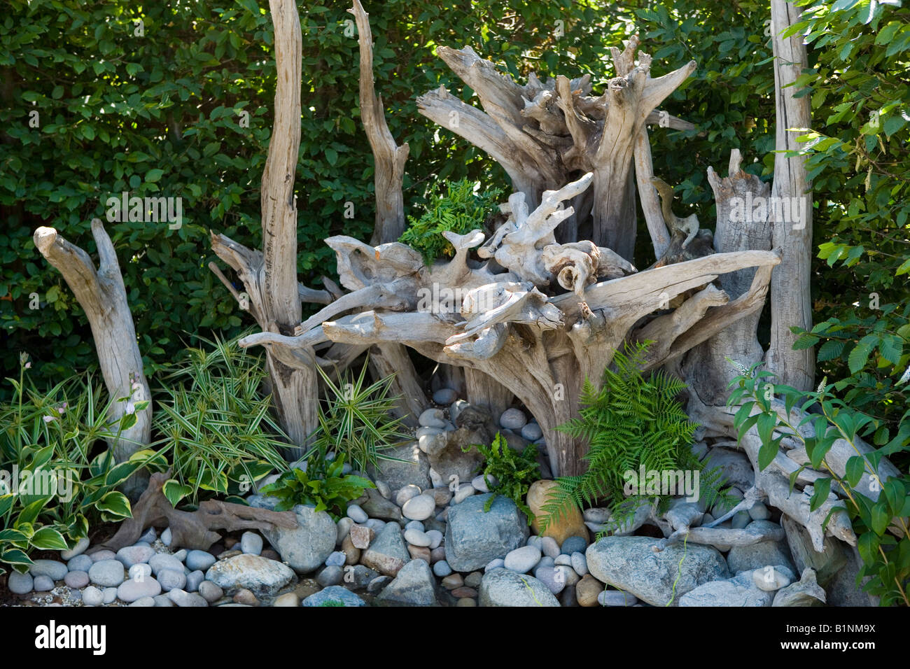 dead tree roots and stumps used as a garden feature Stock Photo