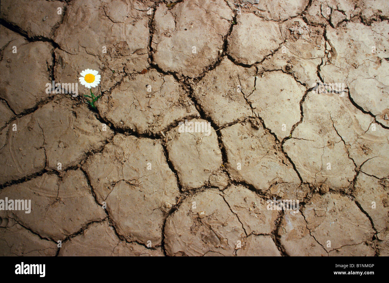A flower grows in cracked earth during a drought Stock Photo