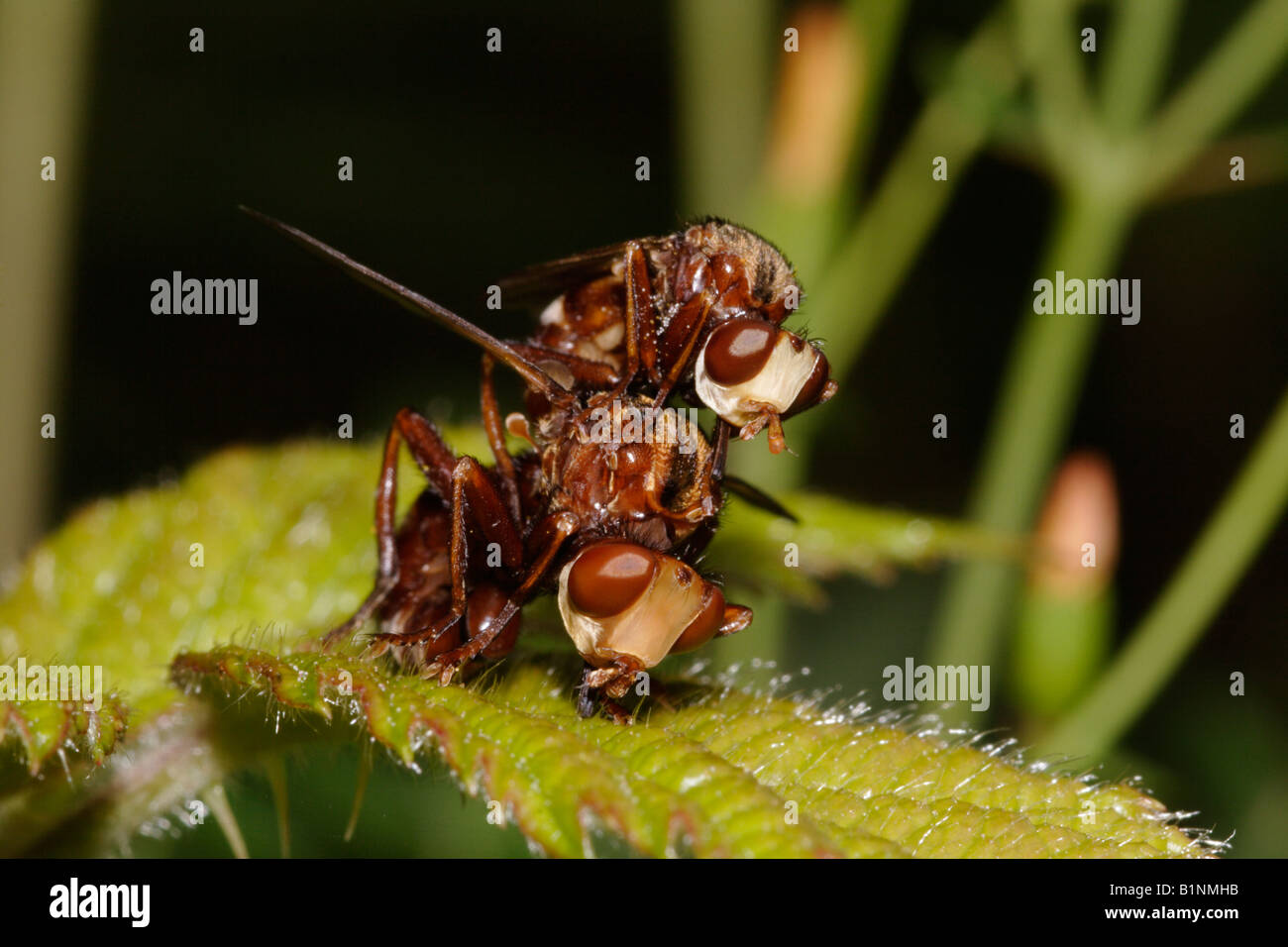 Wasp flies or Thick headed flies Sicus ferrugineus Conopidae male