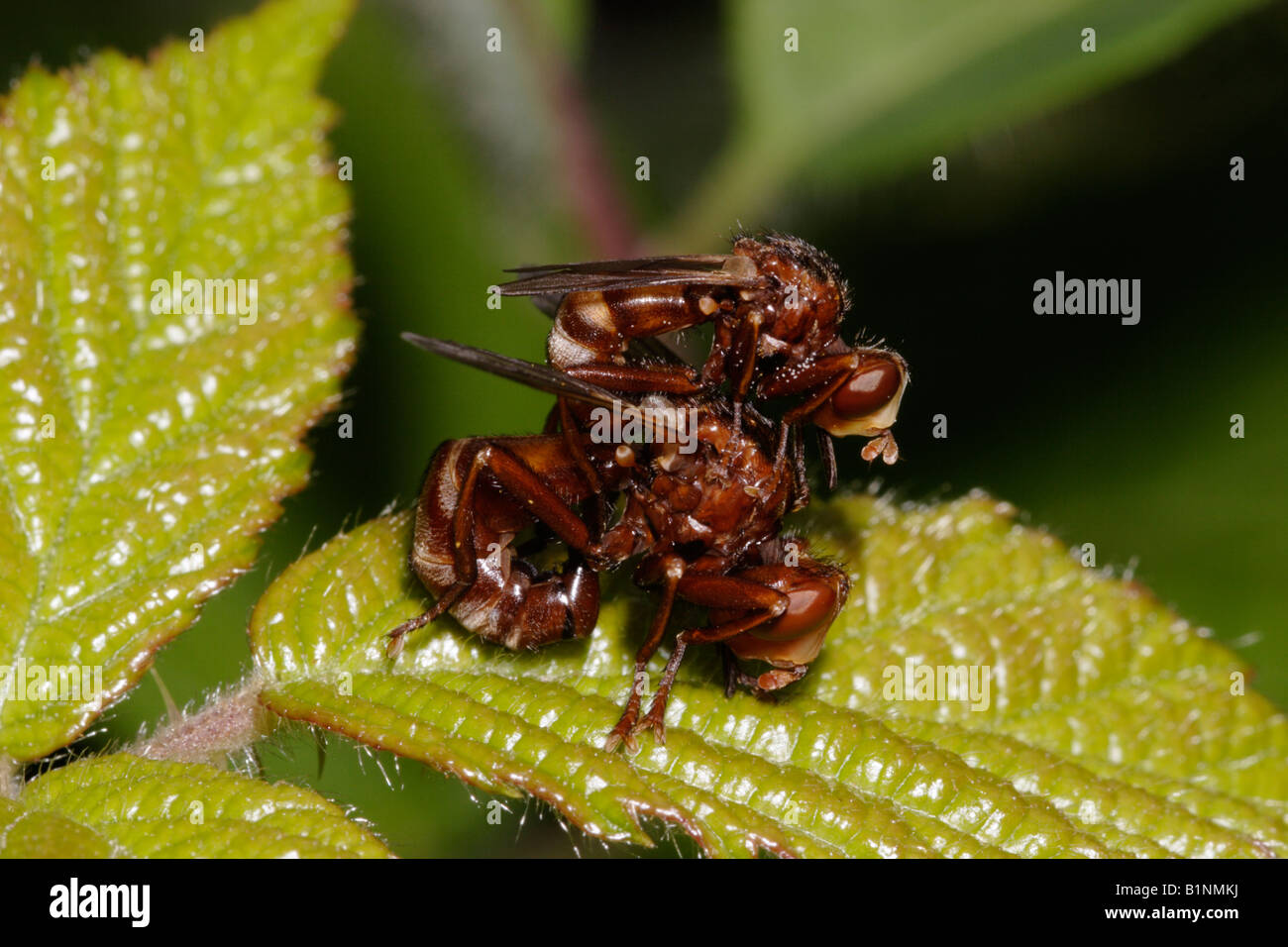 Wasp flies or Thick headed flies Sicus ferrugineus Conopidae male riding on female in between repeated matings UK Stock Photo