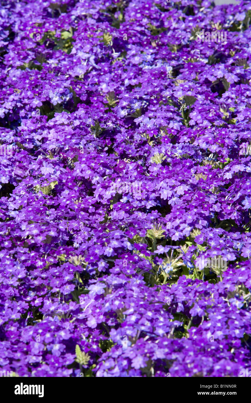 purple bedding plants Stock Photo Alamy