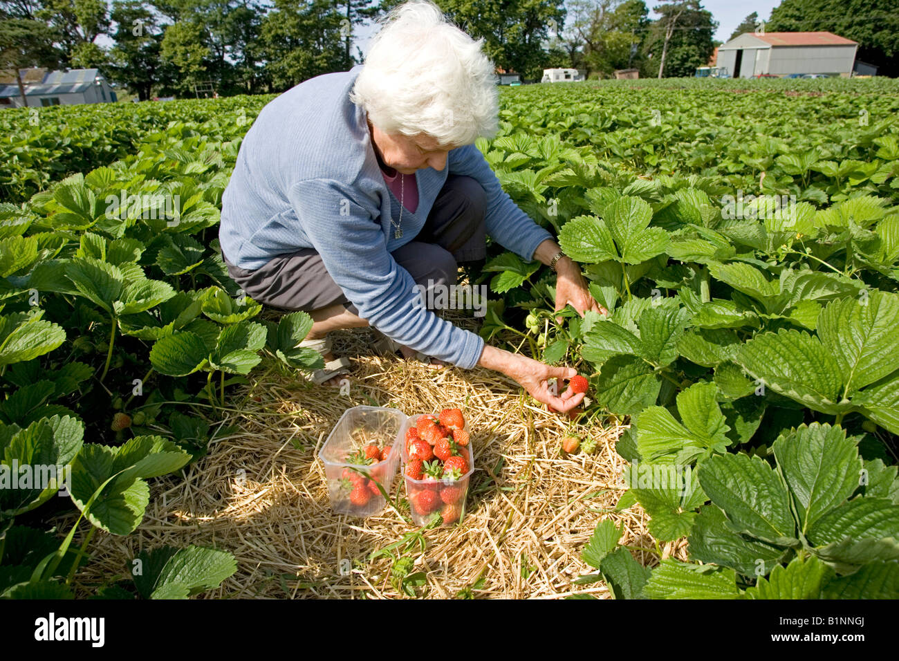 Senior woman picking pick your own strawberries Norfolk UK Stock Photo ...