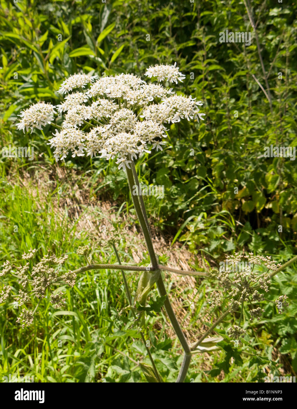 Cow Parsley plant beside a hedgerow in England UK Stock Photo