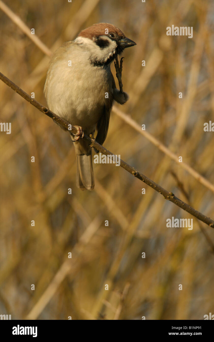 Bird scratching hires stock photography and images Alamy