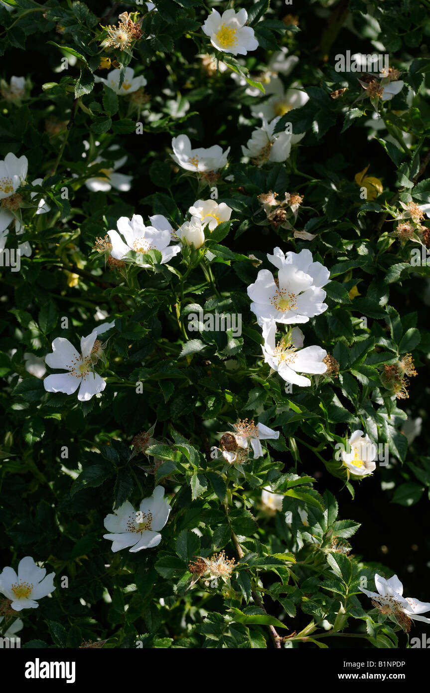 Dog Roses growing in a hedgerow Stock Photo Alamy