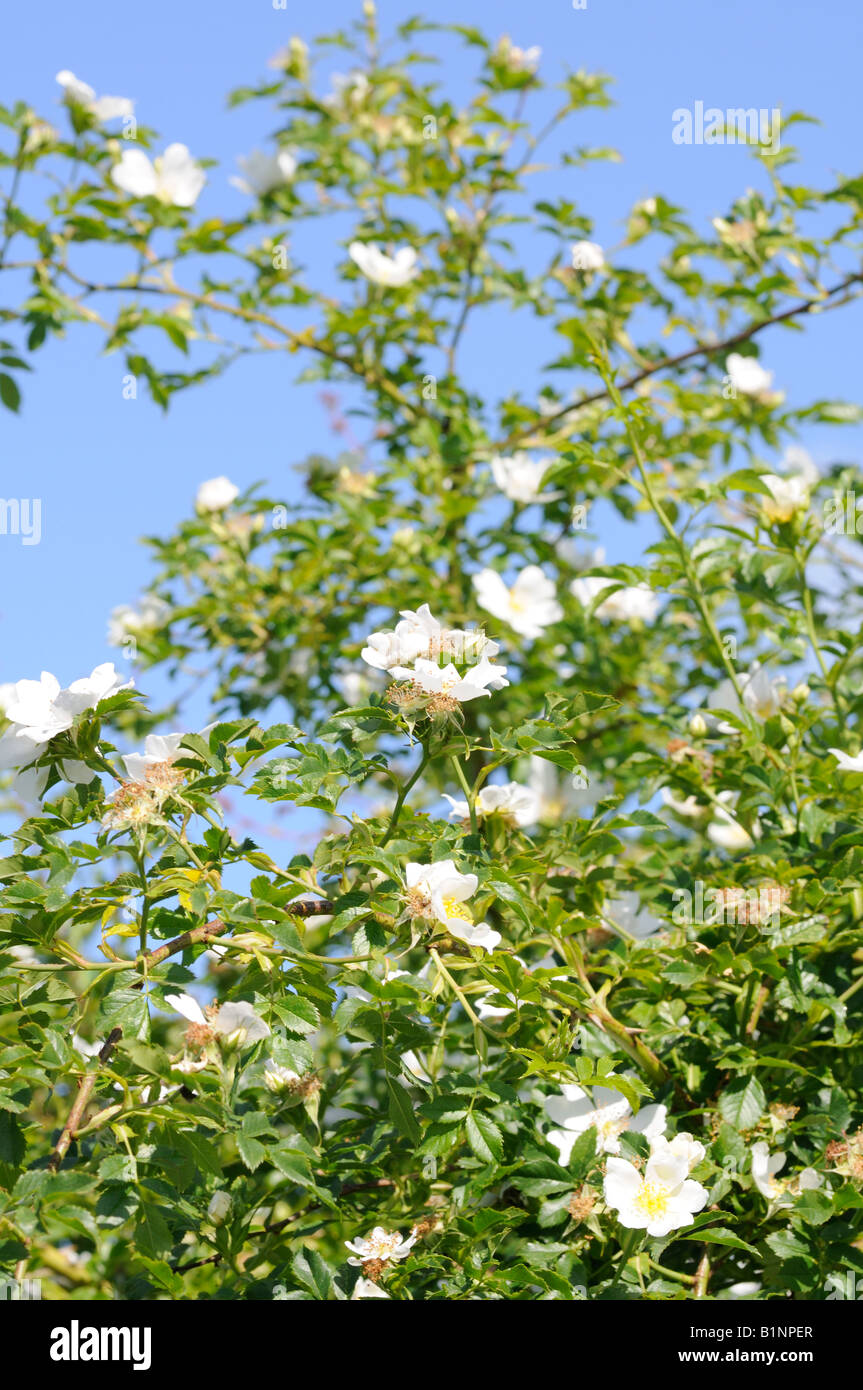 Dog Roses growing in a hedgerow Stock Photo Alamy