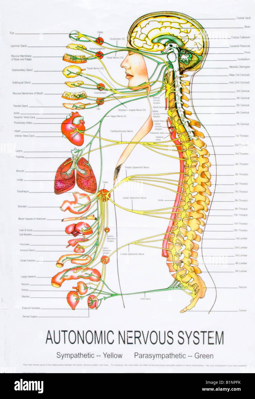 Autonomic Nervous System Chart Poster