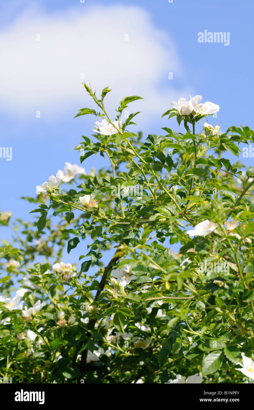 Dog Roses growing in a hedgerow Stock Photo Alamy