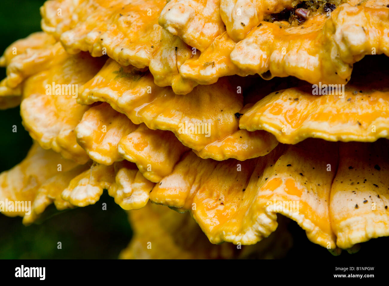 Sulphur Polypore or Chicken of the Woods, Ardent Stock Photo