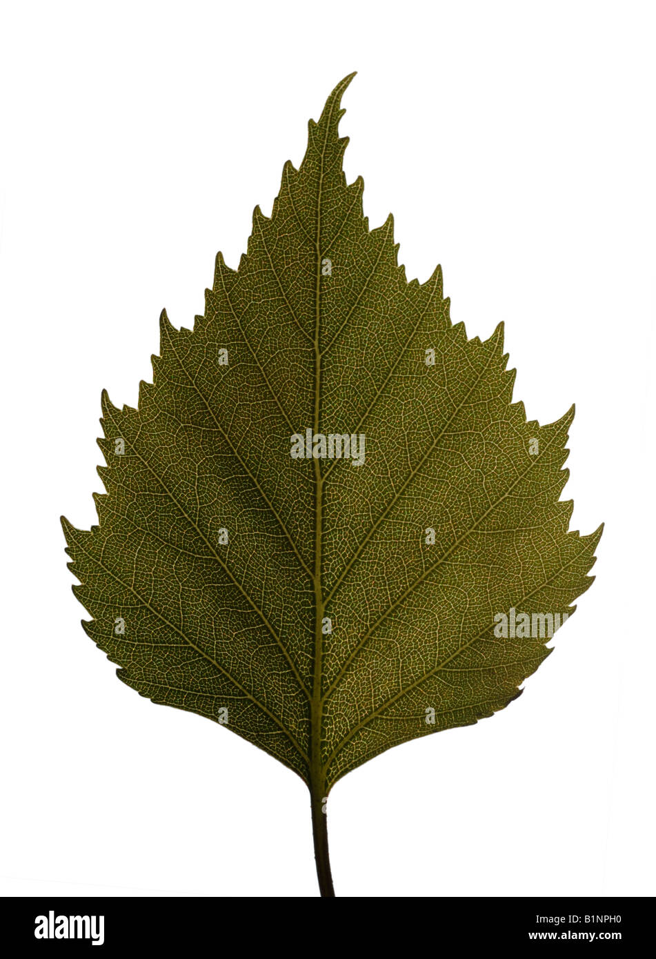 Silver Birch tree leaf Stock Photo