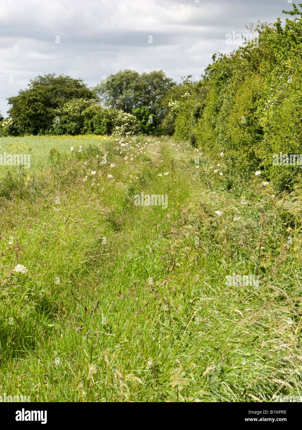 Hedgerow beside a field in East Yorkshire England UK Stock Photo
