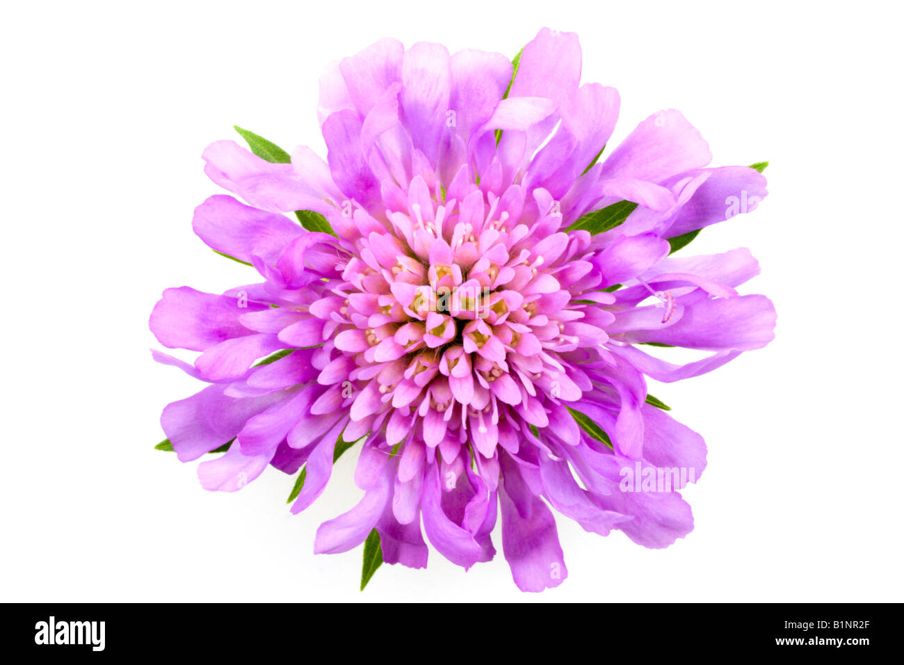 Field scabious - Knautia arvensis, an attractive tall perennial garden flower, close-up macro isolated on a white background Stock Photo