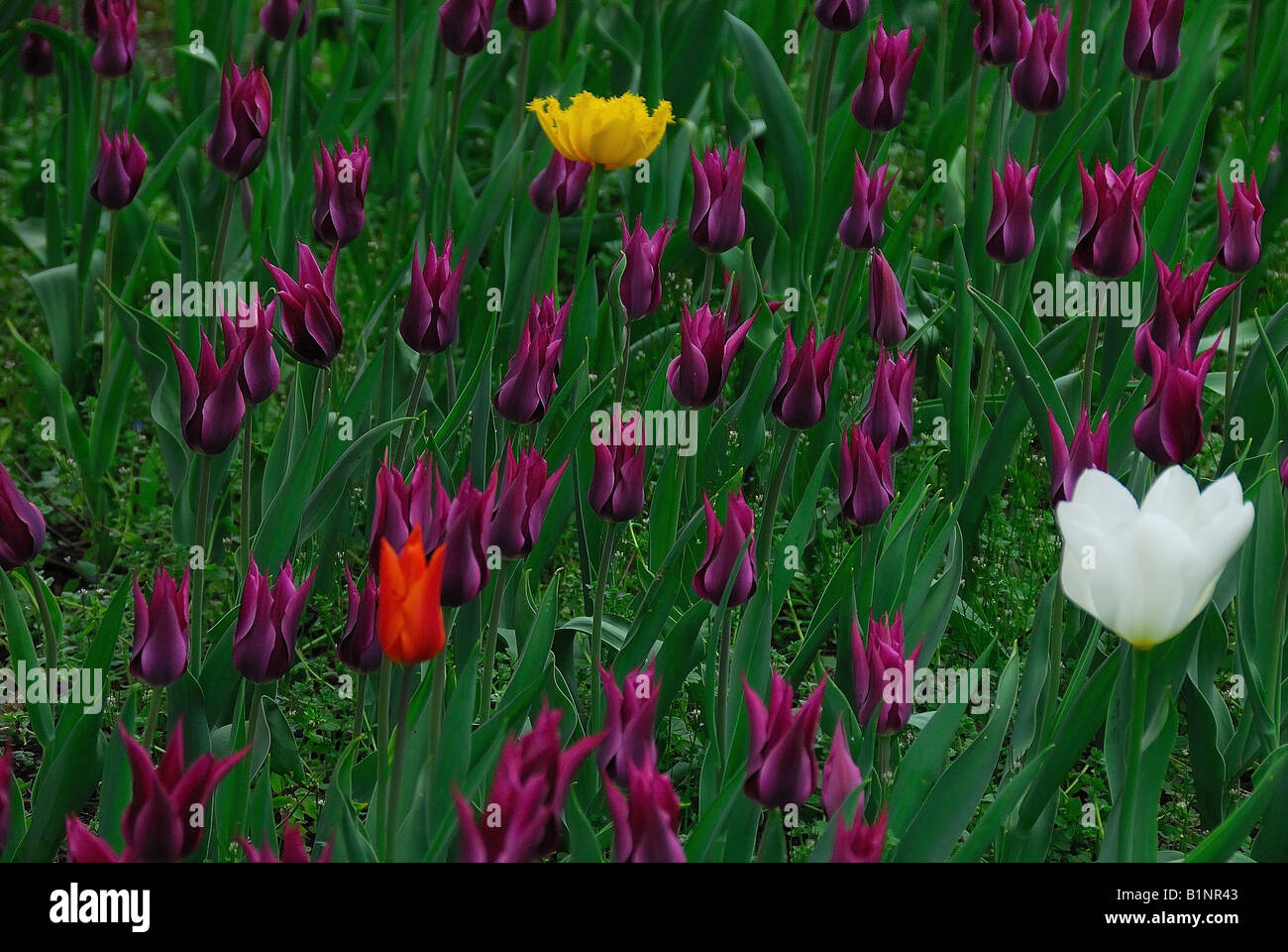 A field of tulips Stock Photo - Alamy