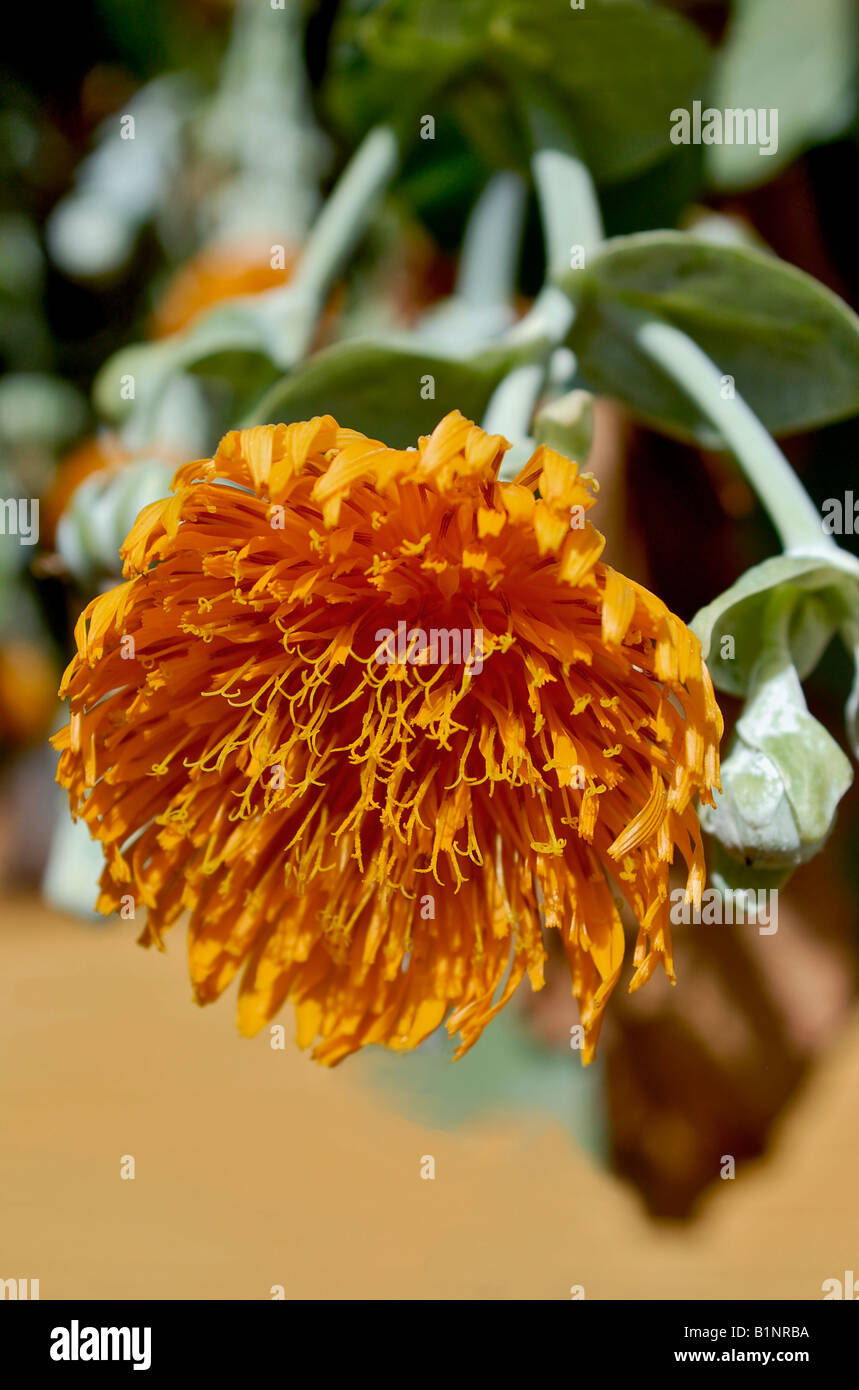 Flower of the endemic Cabbage Tree Dendroseris Litoralis Stock Photo