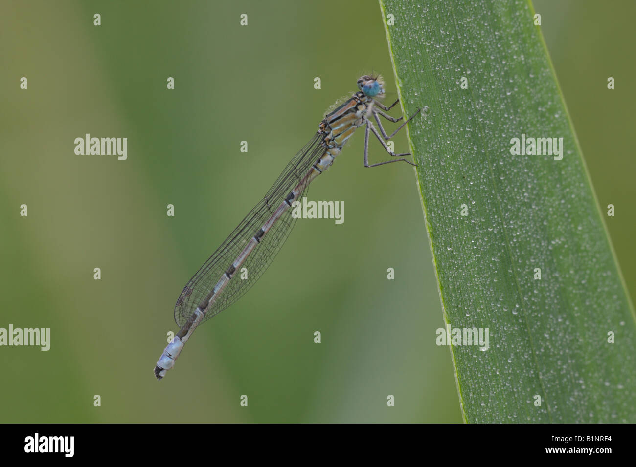 Common Blue Damselfly Stock Photo - Alamy