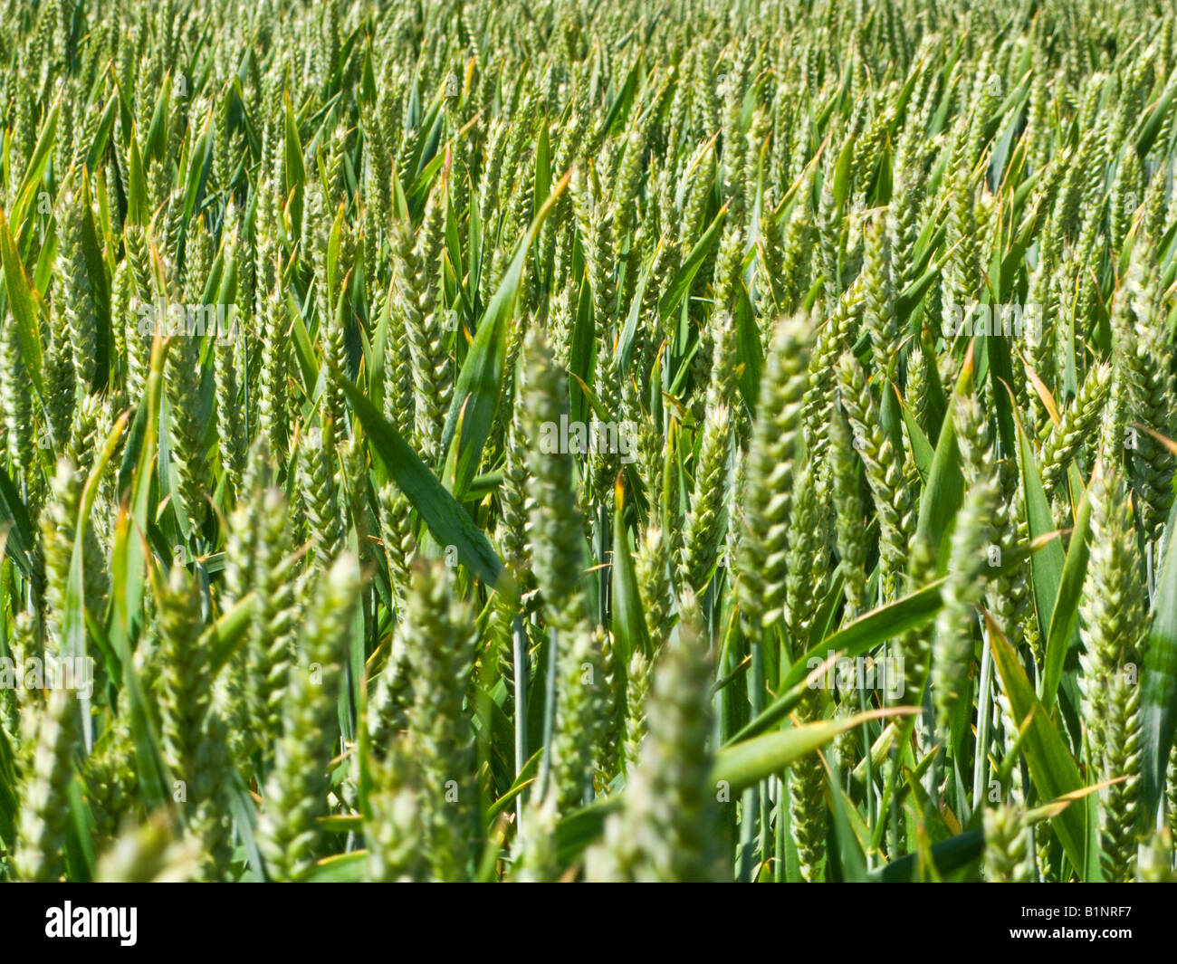 Young unripe Wheat close up UK Stock Photo - Alamy