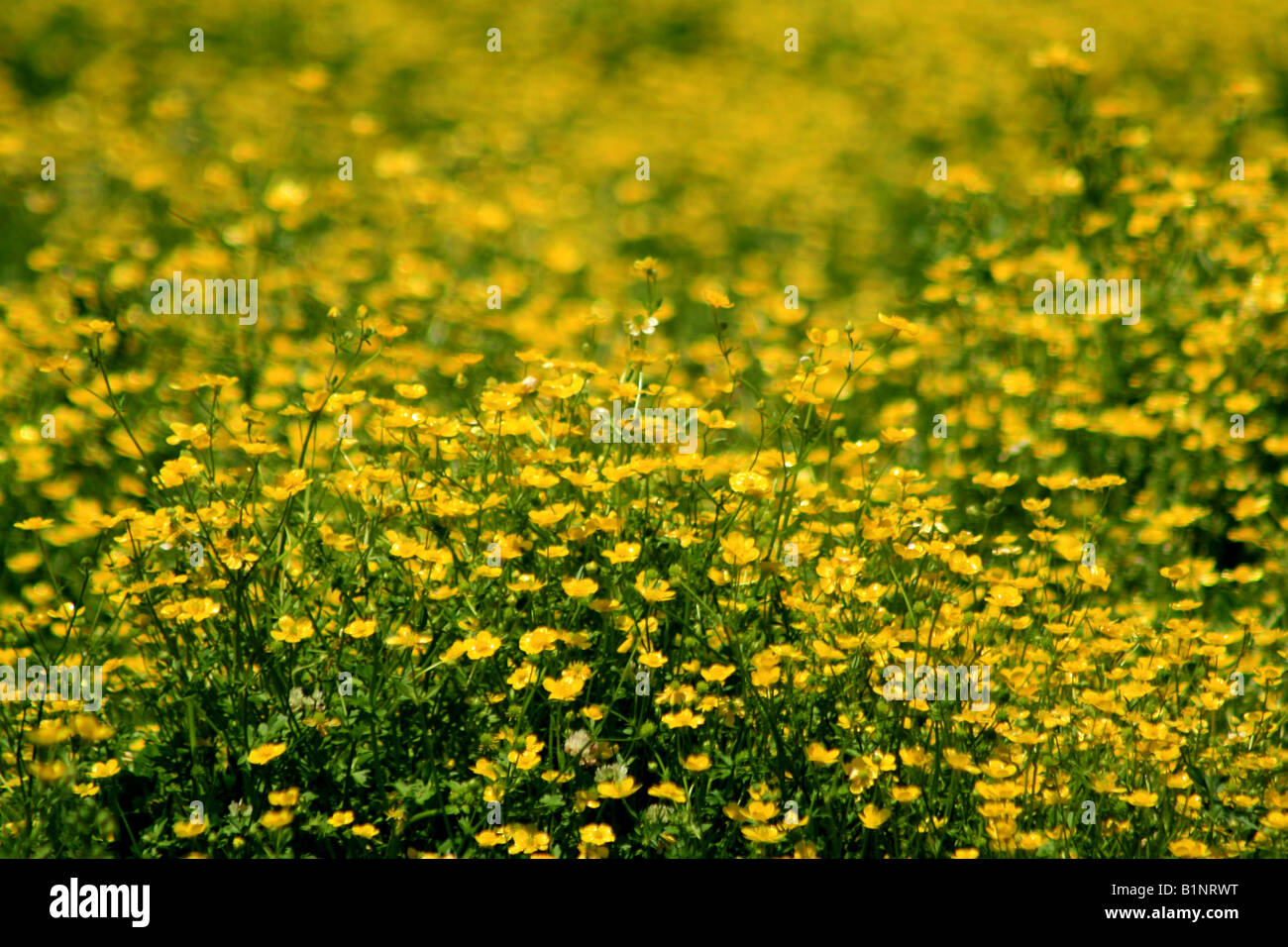 A field full of yellow rocket (Barbarea vulgaris) flowers. Stock Photo