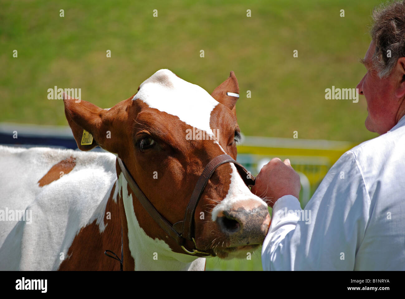 brown and white dairy cow with handler at the royal cornwall show,wadebridge,cornwall,england,uk Stock Photo