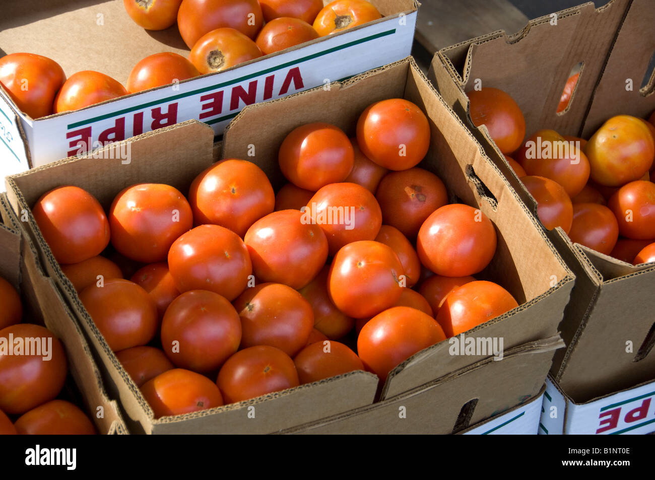 Tomato in a box hi-res stock photography and images - Alamy