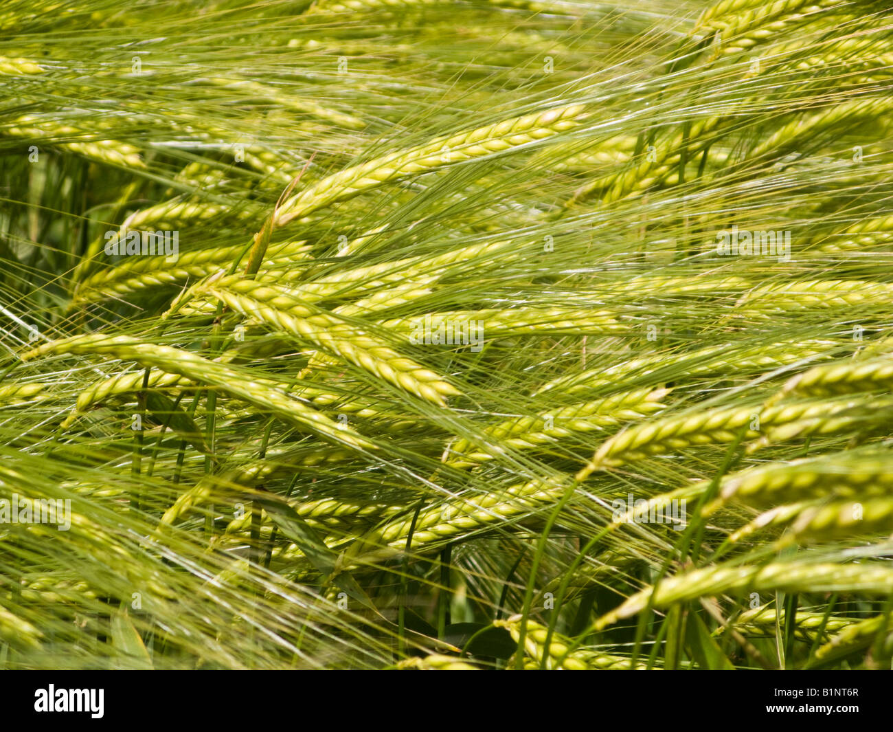Barley crop close up UK Stock Photo