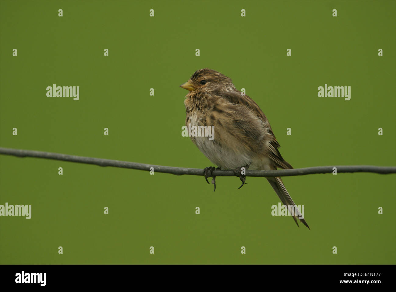 Twite on a wire Stock Photo