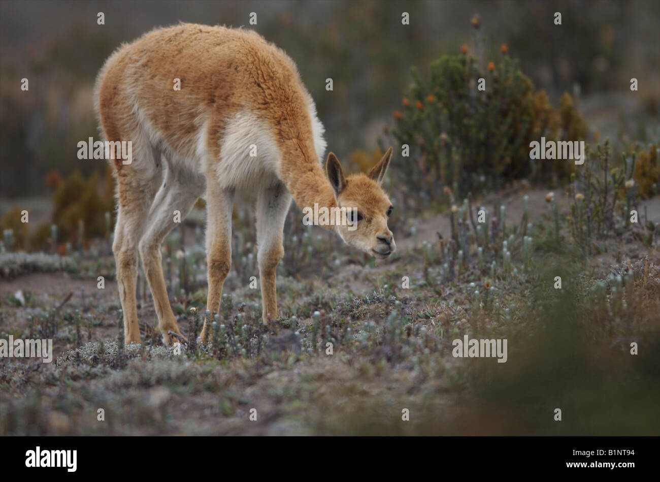 Vicuna grazing on the slopes of Chimborazo volcano, Ecuador Stock Photo ...