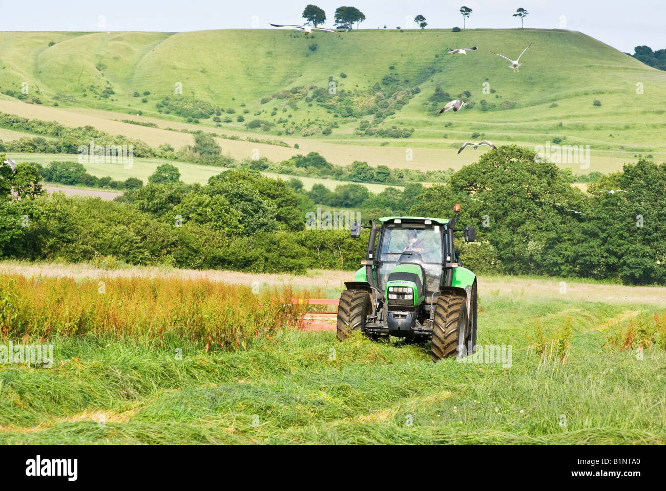 Deutz Fahr Tractor manufactured in Italy cutting silage in a Wiltshire field in June with seagulls soaring overhead Stock Photo