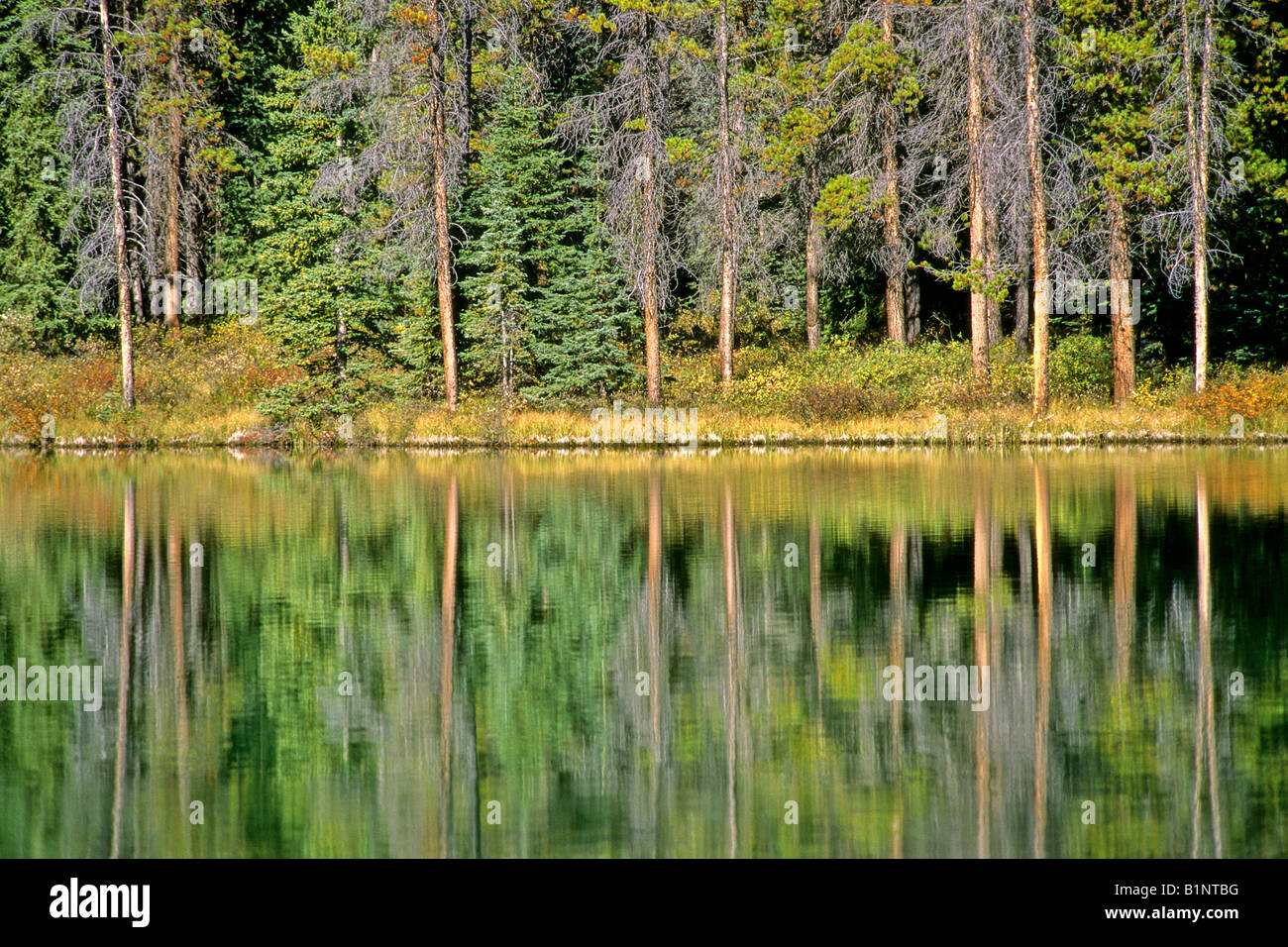 Blurred reflection of trees in a forest in the water of a small lake ...