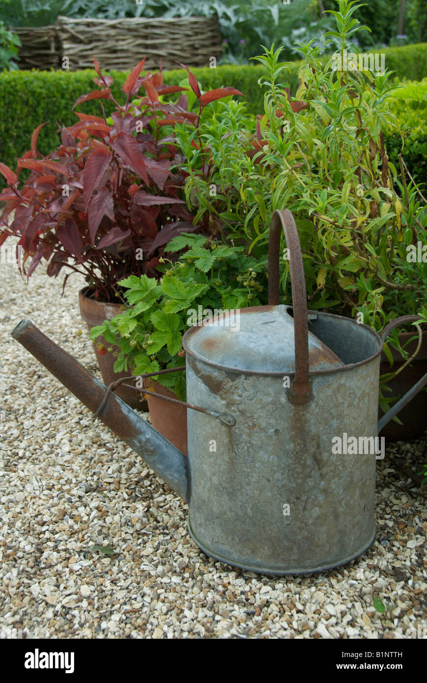 Tin watering can and plants in garden Stock Photo