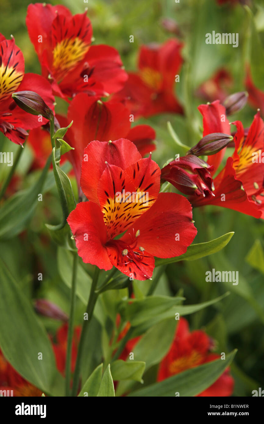 A bright red Iris. Stock Photo