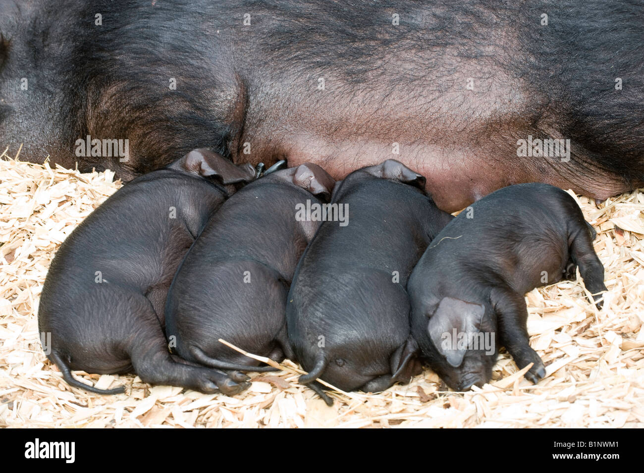 Large Black sow laid down with piglets suckling in pen with wooden chippings Edinburgh Stock Photo