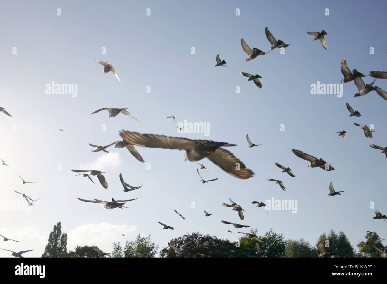 flock of pigeons flying in the air away from viewer Stock Photo