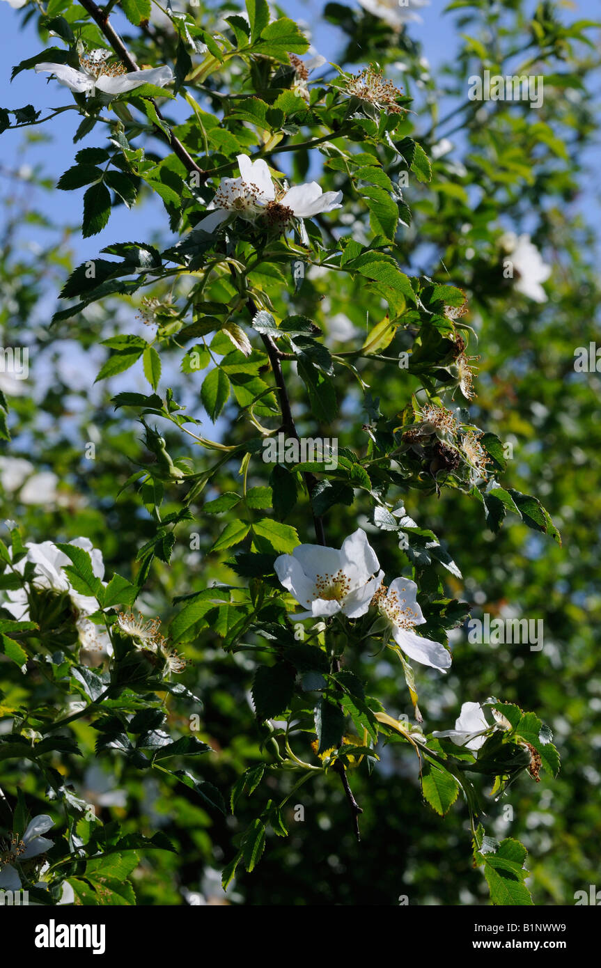 Dog Roses growing in a hedgerow Stock Photo Alamy