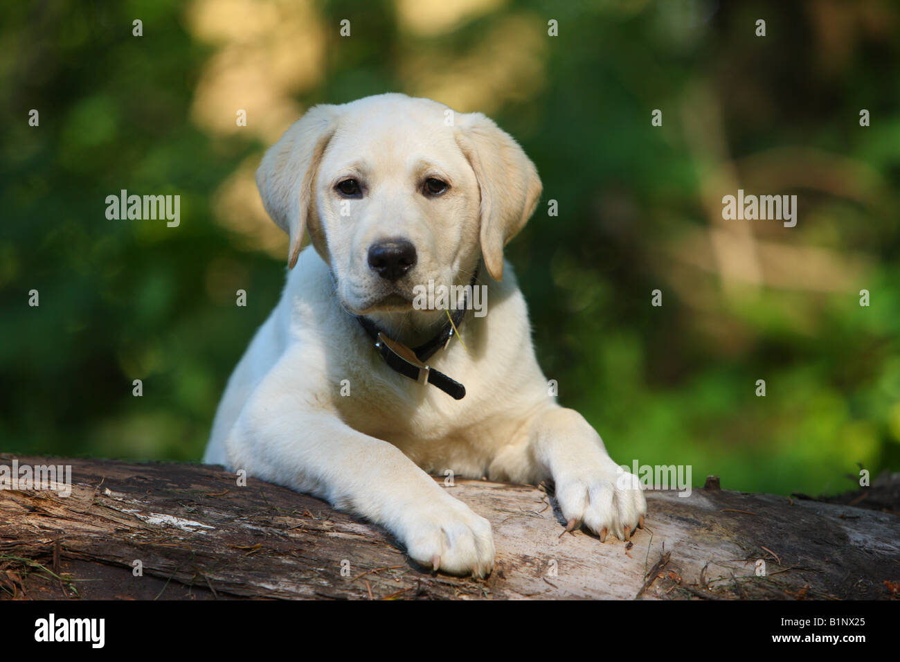 Yellow lab puppy outdoors Stock Photo