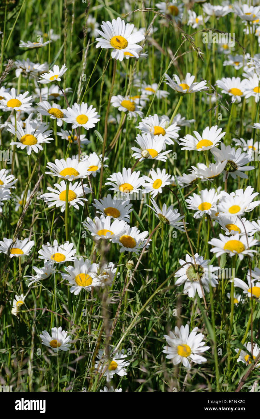Oxeye daisies growing in a meadow Stock Photo Alamy
