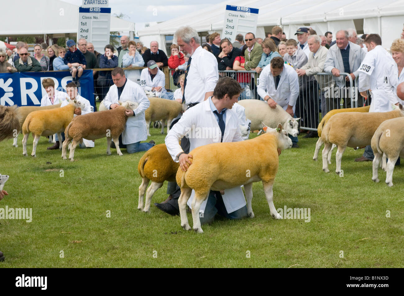 Judging Beltex classes at the Royal Highland Show Edinburgh Stock Photo