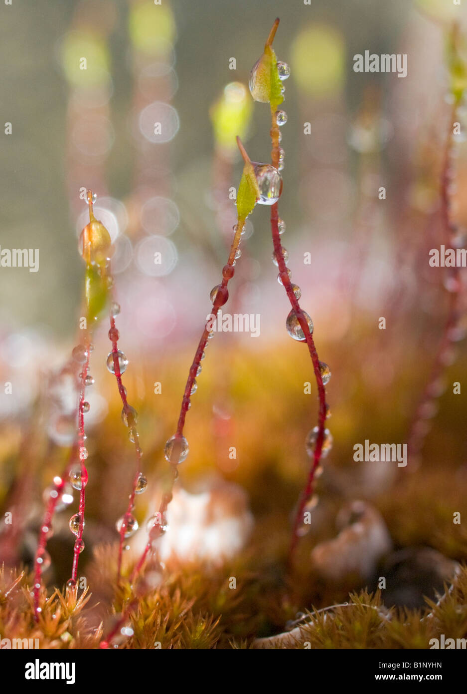 Moss in morning dew Stock Photo